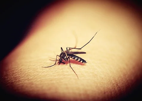 12 remèdes rapides pour soulager les piqûres de moustiques et les piqûres d’insectes qui démangent